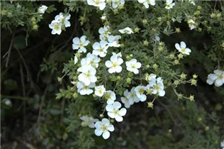 - Potentilla fruticosa 'Abbotswood'  - Potentilla fruticosa 'Abbotswood'