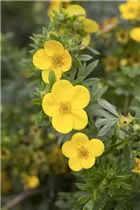  - Potentilla fruticosa 'Kobold'