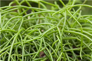  - Rhipsalis baccifera subsp. baccifera