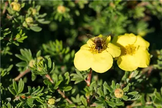  - Potentilla fruticosa 'Kobold'