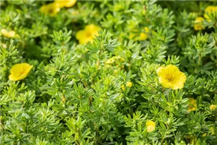  - Potentilla fruticosa 'Kobold'