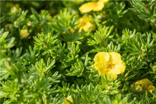  - Potentilla fruticosa 'Kobold'