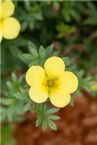  - Potentilla fruticosa 'Kobold'
