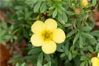  - Potentilla fruticosa 'Kobold'