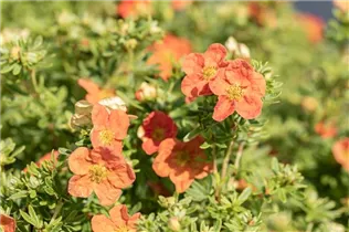 - Potentilla fruticosa 'Red Ace'  - Potentilla fruticosa 'Red Ace'