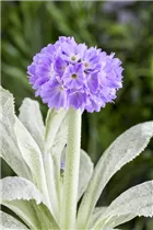  - Primula denticulata