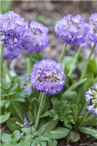  - Primula denticulata