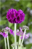  - Primula denticulata