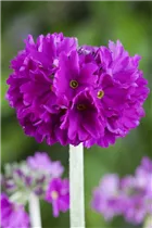  - Primula denticulata