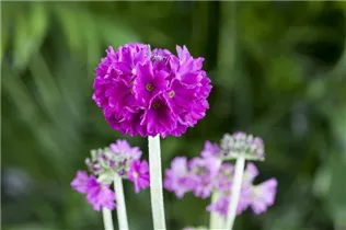  - Primula denticulata