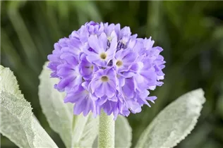  - Primula denticulata