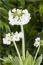  - Primula denticulata