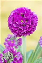  - Primula denticulata