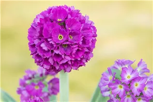  - Primula denticulata 'Rubin'