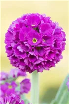  - Primula denticulata