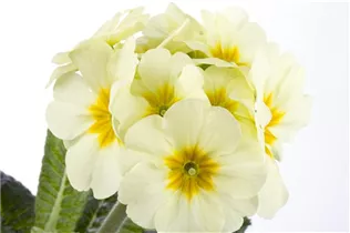  - Primula elatior