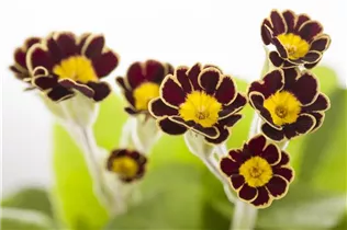  - Primula elatior 'Victoriana Gold Lace Black'