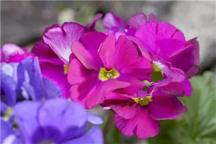  - Primula obconica