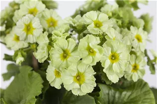  - Primula vulgaris 'Ordy Lemon Green Yellow'