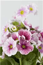  - Primula obconica 'Touch Me'®