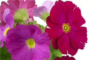  - Primula obconica 'Touch Me'®