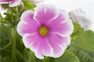  - Primula obconica 'Touch Me'®