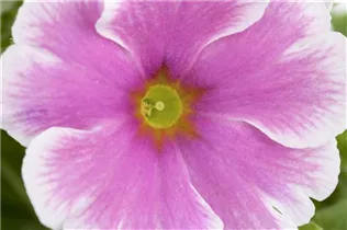  - Primula obconica 'Touch Me'®