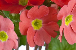  - Primula obconica 'Touch Me'®