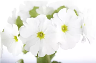  - Primula obconica 'Touch Me'®