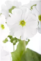  - Primula obconica 'Touch Me'®