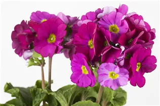  - Primula obconica 'Touch Me'®