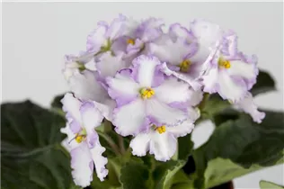 - Primula obconica 'Touch Me'®