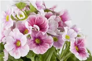  - Primula obconica 'Touch Me'®