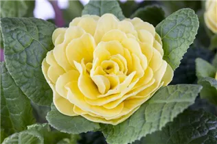  - Primula vulgaris BELARINA