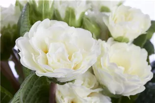  - Primula vulgaris BELARINA