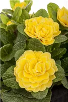  - Primula vulgaris BELARINA