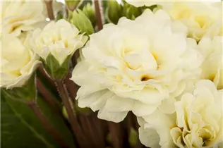  - Primula vulgaris BELARINA