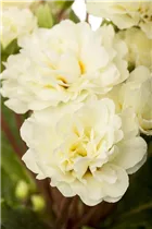  - Primula vulgaris BELARINA