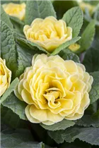  - Primula vulgaris BELARINA