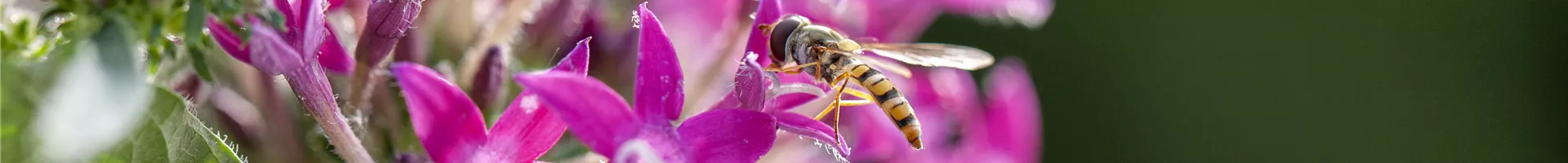 Schwebfliege Schwebfliege