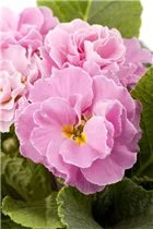  - Primula vulgaris, gefüllt