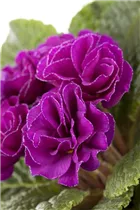  - Primula vulgaris, gefüllt