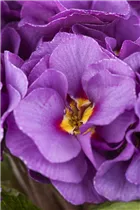 - Primula vulgaris, gefüllt