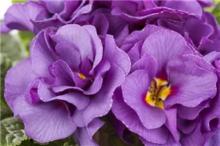  - Primula vulgaris, gefüllt