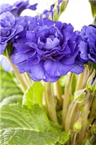  - Primula vulgaris, gefüllt