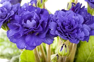  - Primula vulgaris, gefüllt