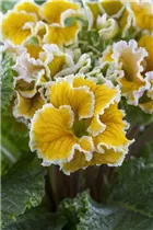  - Primula vulgaris, gefüllt