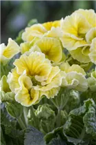  - Primula vulgaris, gefüllt