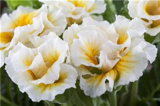  - Primula vulgaris, gefüllt