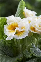  - Primula vulgaris, gefüllt